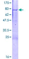 Human HTRA4 Protein (Recombinant GST)