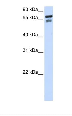 TCF25 Antibody (aa182-231)
