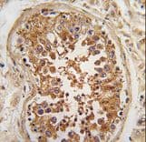 ULK3 Antibody (aa14-43)