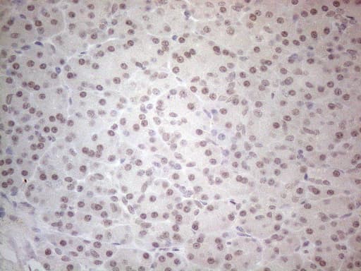 SPT3 / SUPT3H Antibody (clone OTI1A5)