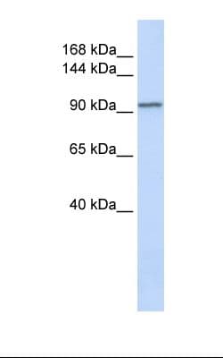 Polyclonal Rabbit anti-Human PAL / PAM Antibody (HRP, aa146-195, WB)