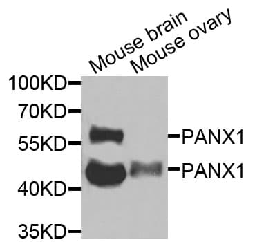 PANX1 / Pannexin 1 Antibody