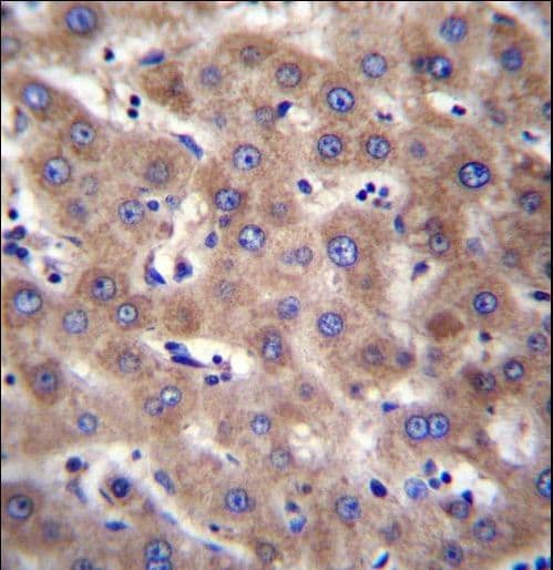CDH19 / Cadherin 19 Antibody (aa613-640)