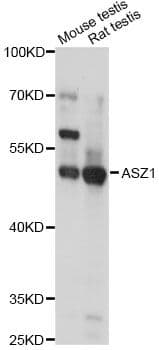 ASZ1 / Orf3 Antibody