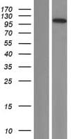 C14orf131 / ZNF839 Protein (Over-Expression Lysate Myc-DDK (Flag))