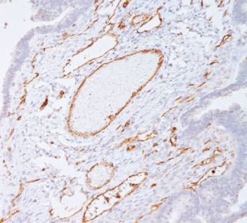 PECAM-1 / CD31 Antibody (clone C31.7, Ready-to-Use)