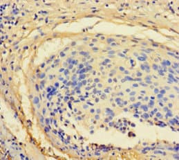 ZNF165 Antibody (aa1-485)