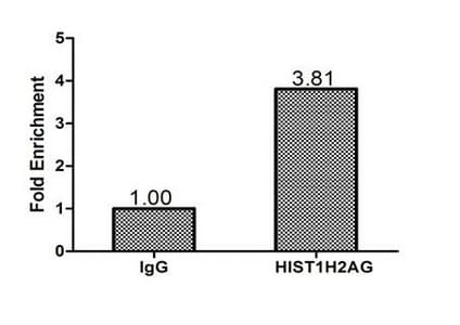 HIST1H2AG Antibody