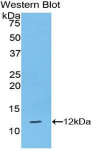 HSPA2 Antibody (aa529-615, APC, Cy7)