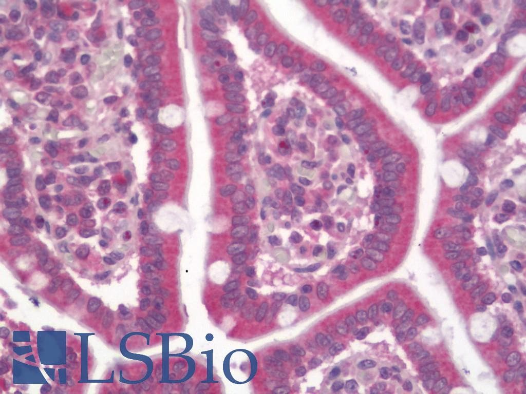 IHC-plus™ CCBL1 Antibody (clone 1B12)