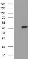 PAICS / ADE2 Antibody (clone 1B4, Carrier-free)