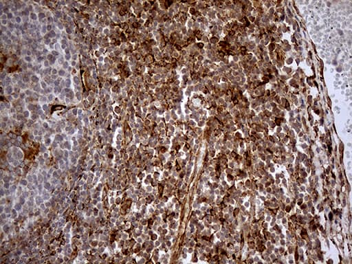 Monoclonal Mouse anti-Human KDELC2 Antibody (clone OTI5G2, IHC, WB)