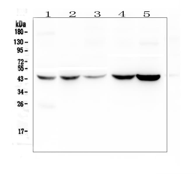 AMBP Antibody