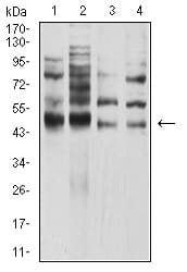 TFAP2A / AP-2 Antibody (clone 2H9B5)
