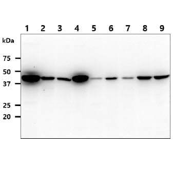 PathPlus™ IDH1 / IDH Antibody (clone AT25H10)