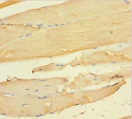 CCDC94 Antibody