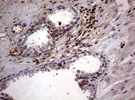 USP44 Antibody (aa420-712, clone OTI1F9)