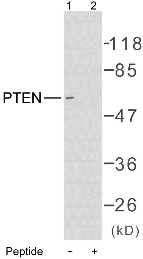 PTEN Antibody (p380)