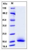 Mouse cd59a Protein (Recombinant His,C-terminus)