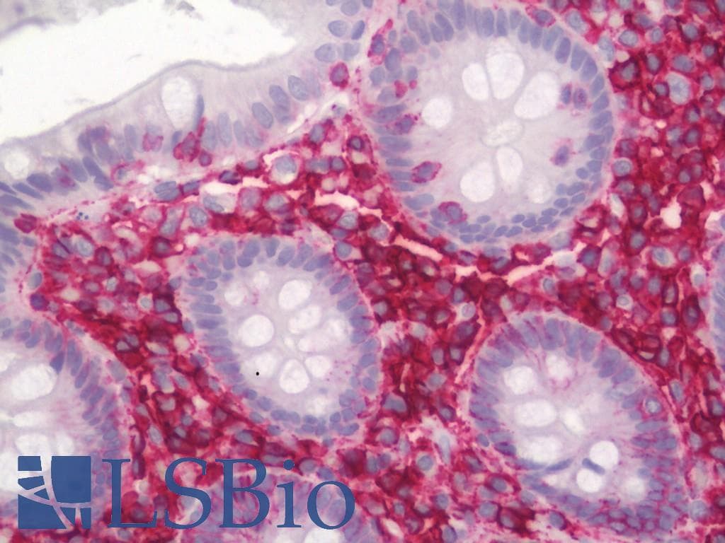 PathPlus™ CD44 Antibody (clone BU52, Azide-free)