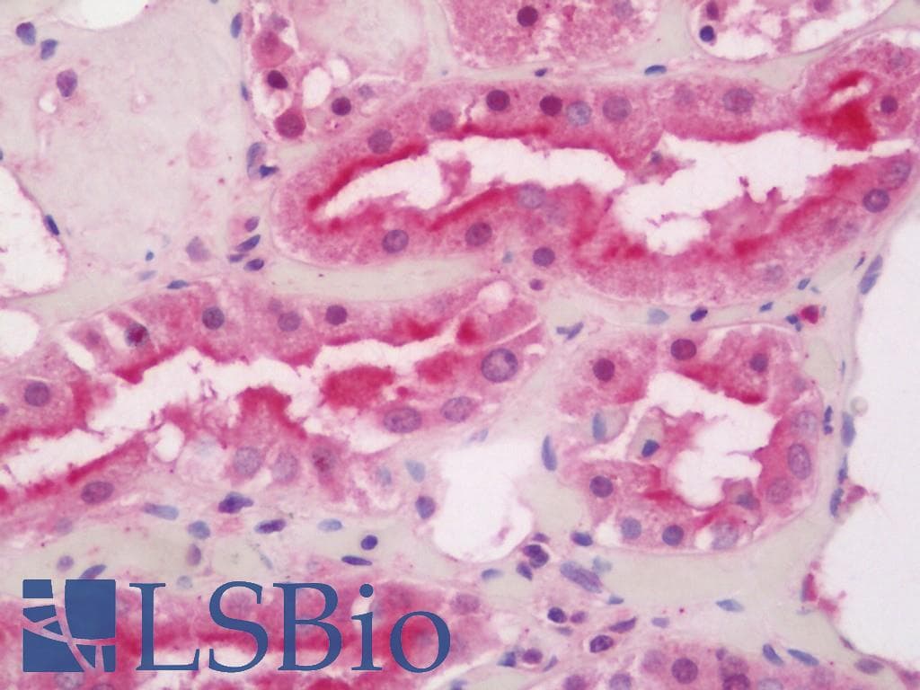 IHC-plus™ GS28 / GOSR1 / p28 Antibody (aa11-60)