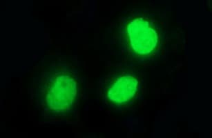 POLR3GL Antibody (clone OTI5F9)