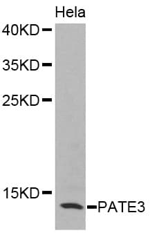 PATE3 Antibody