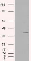 PLEK / Pleckstrin Antibody (clone OTI6E7, Carrier-free)