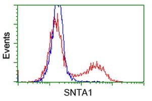 SNTA1 / Syntrophin Alpha 1 Antibody (clone OTI1E9, Carrier-free)