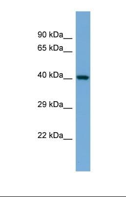 Polyclonal Rabbit anti-Mouse NF45 / ILF2 Antibody (aa59-108, WB)