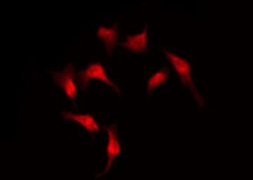 GPR176 Antibody