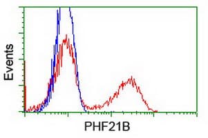 PHF21B Antibody (clone OTI4C5)