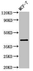 ACTR1A / Centractin Antibody