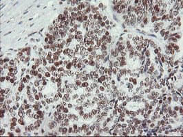 MLF1 Antibody (clone OTI3A3)
