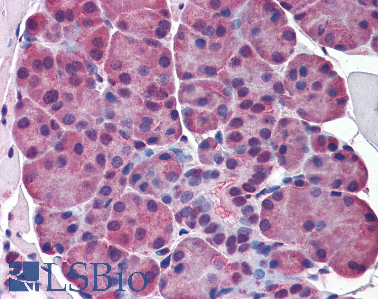 ELF5 Antibody (aa101-150)