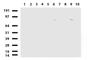 ALDH1L1 Antibody (clone UMAB44, Carrier-free)