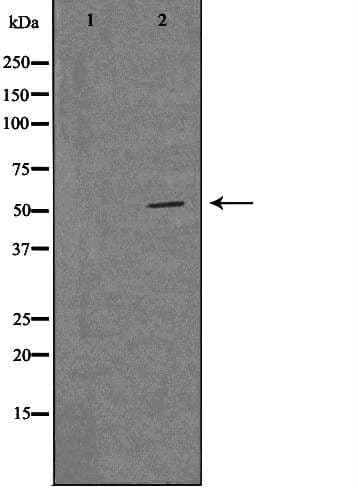 Polyclonal Rabbit anti-Human MRPS30 Antibody (IF, WB)