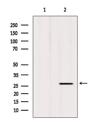 C1QL3 Antibody