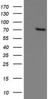 IHC-plus™ GLB1 / Beta-Galactosidase Antibody (clone 10B2)