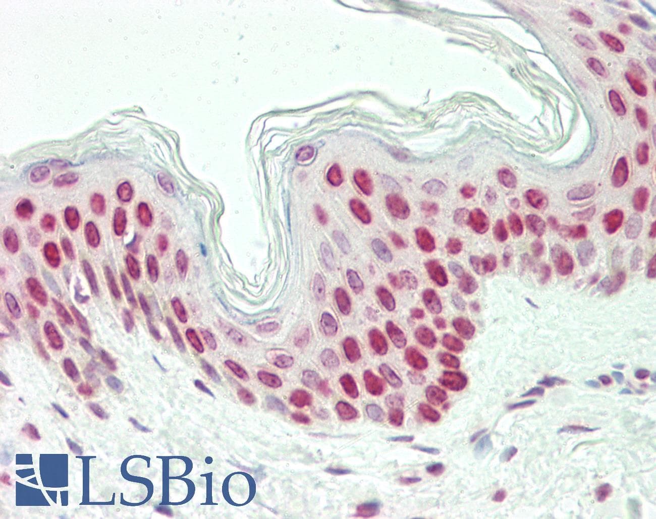 IHC-plus™ LHX6 Antibody (aa334-363)