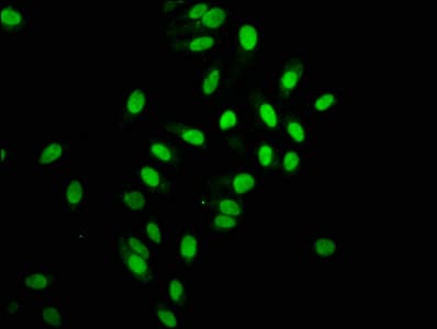 HIST1H2AB Antibody