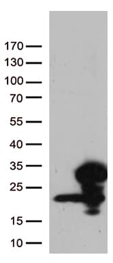 RBM8A / Y14 Antibody (aa2-174, clone OTI10B5)