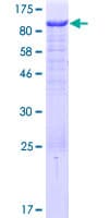 Human CASS4 Protein (Recombinant GST)