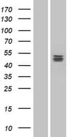 PSPLA1 / Phospholipase A1 Protein (Over-Expression Lysate Myc-DDK (Flag))