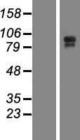 C11orf63 Protein (Over-Expression Lysate Myc-DDK (Flag))