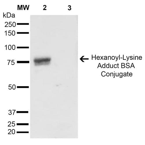 Hexanoyl-Lysine adduct Antibody (clone 5D9, APC)