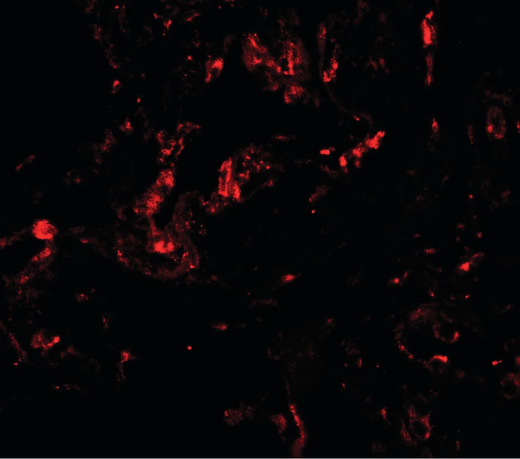 IHC-plus™ GDF1 Antibody