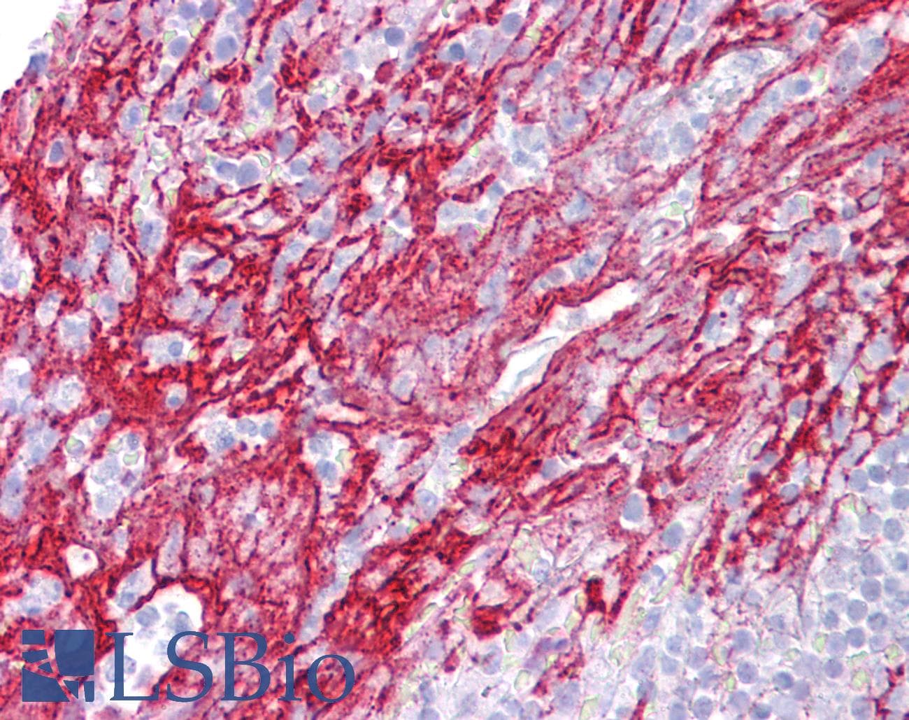 APOH / Apolipoprotein H Antibody (aa143-192)