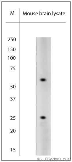 Polyclonal Rabbit anti-Mouse UCHL1 / PGP9.5 Antibody (aa50-100, WB)
