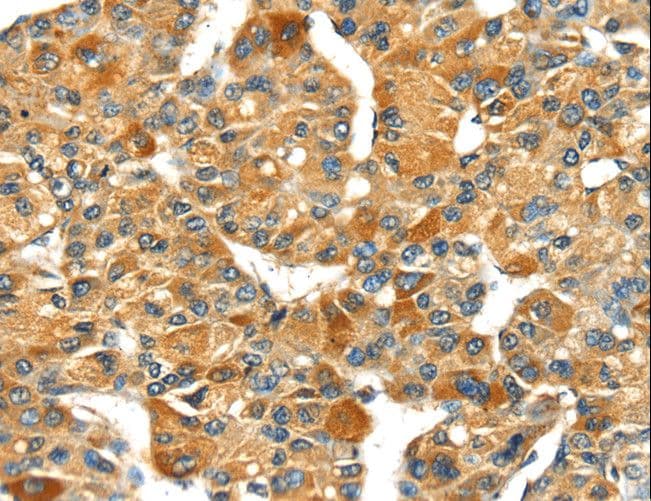 Osteonectin / SPARC Antibody (aa18-303)